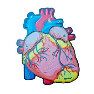 Cardiac Anatomy Puzzle