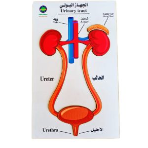 Urinary system anatomy puzzle