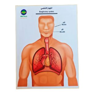 Respiratory System Anatomy Puzzle Model
