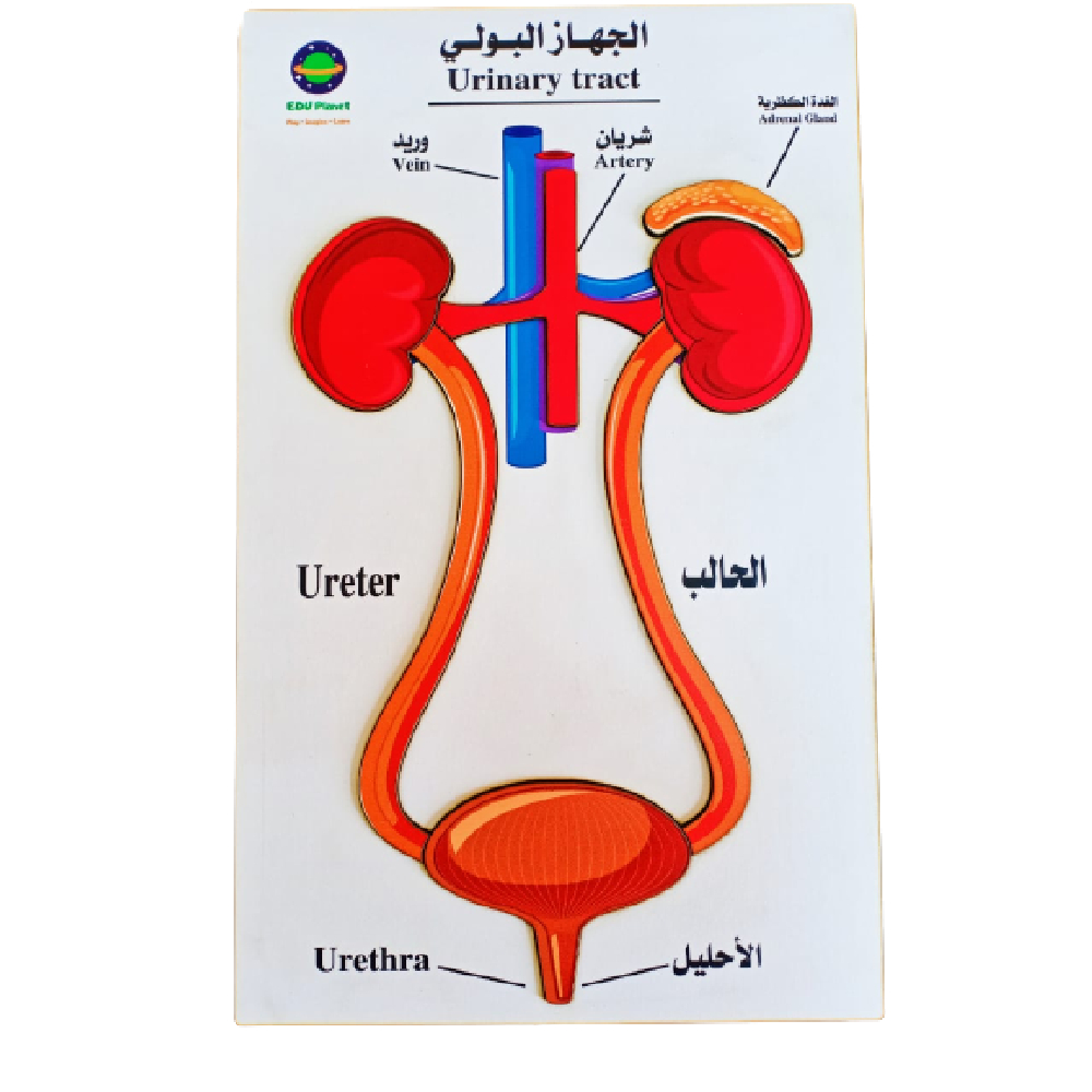 بازل تشريح الجهاز البولي